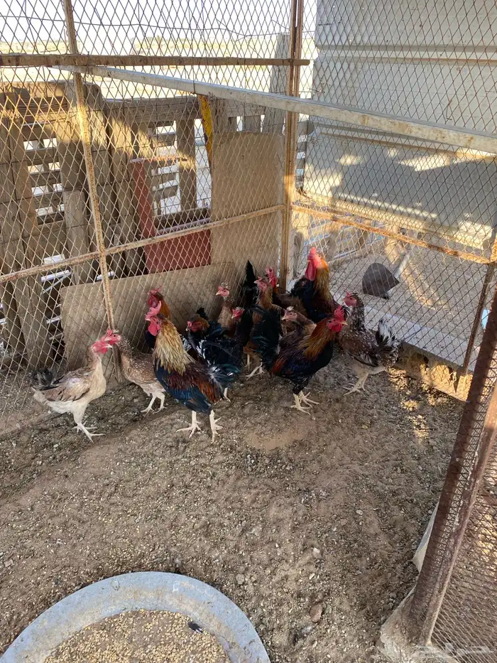 دجاج عربي للبيع 7