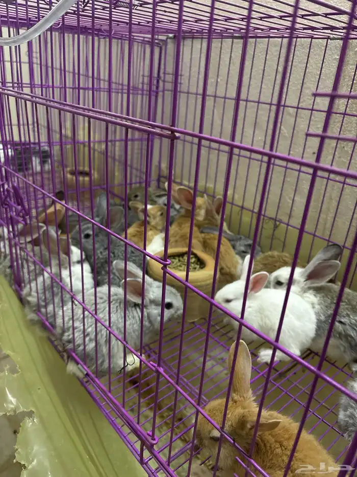 ارانب للبيع العدد مفتوح 3