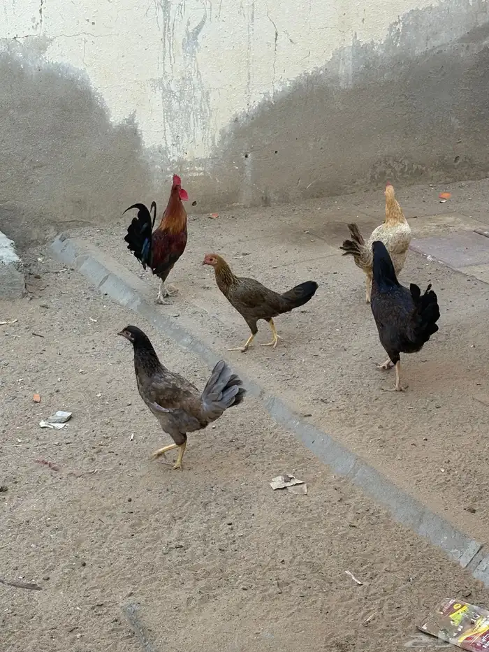 ديك 4 دجاج 2
