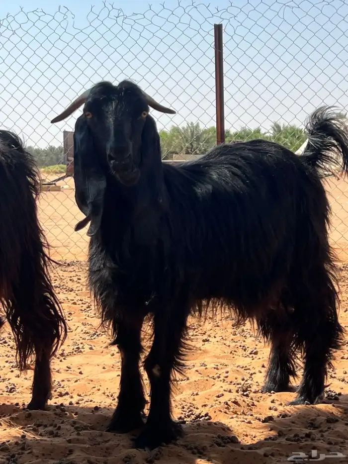 معزا دفيع شرط سونار 0