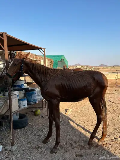 مهر انقليزي index