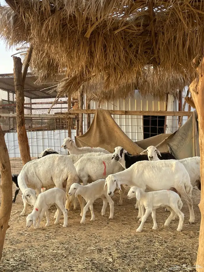 شياة حريات متابيع مقاني 4