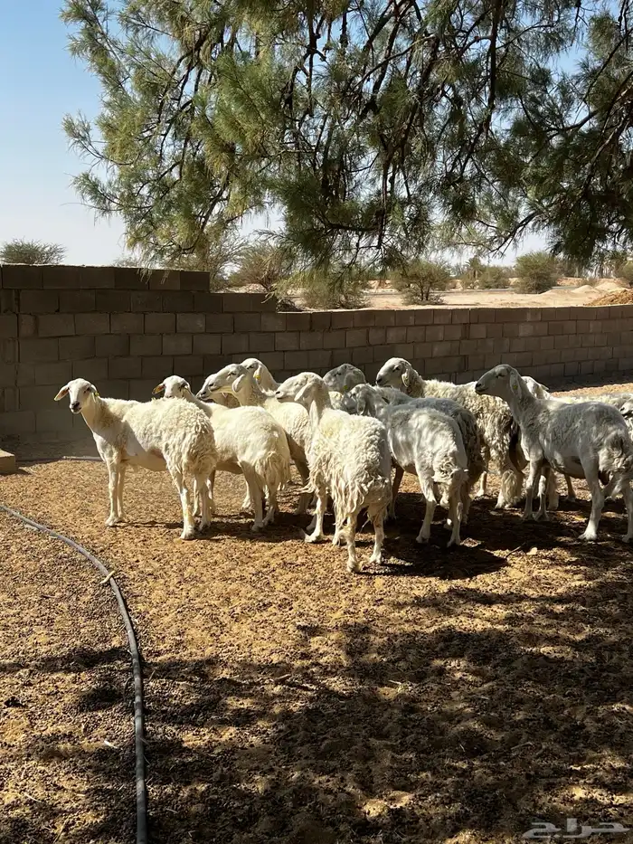 حلال حري للبيع 2