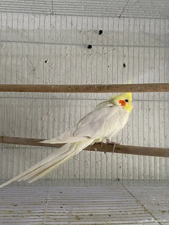 انثئ كروان 1