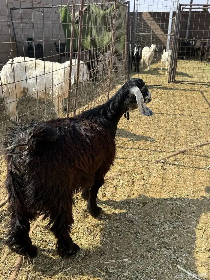 للبيع جفار ذبايح 1