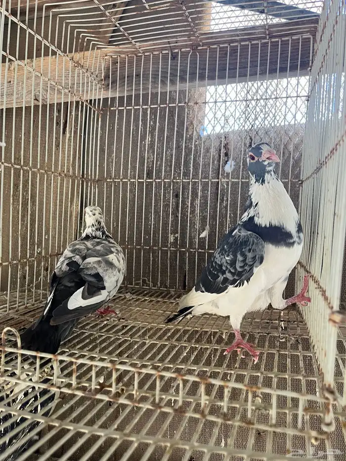 حمام باكستاني 0