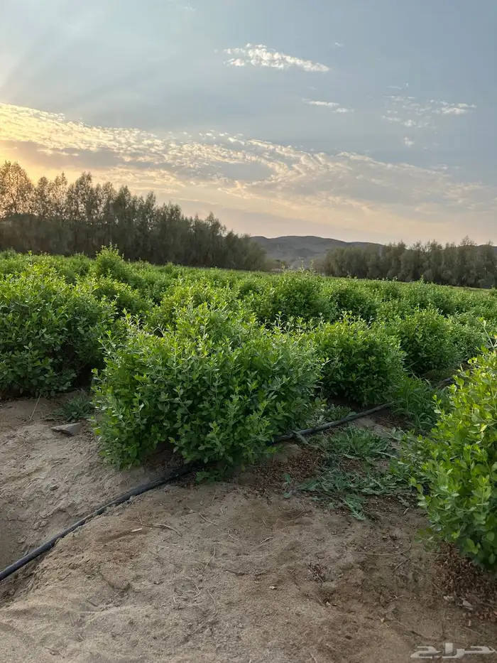 حنا ينبع النخل 4