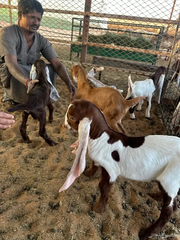 دواغير للبيع العدد 6 1