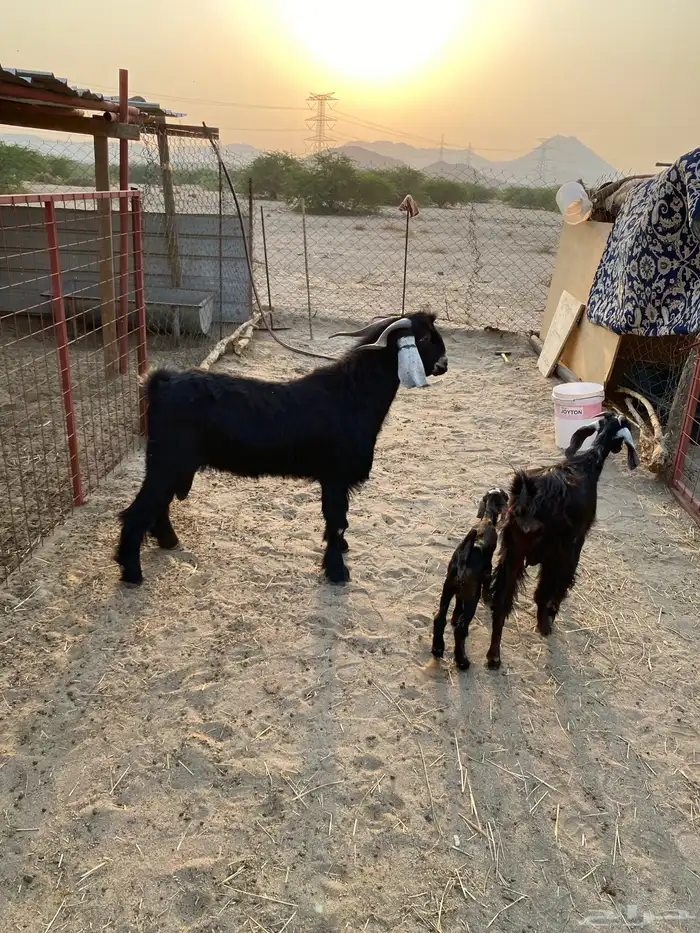 عنز جذعه تحتها تيس فحل عارضي 3