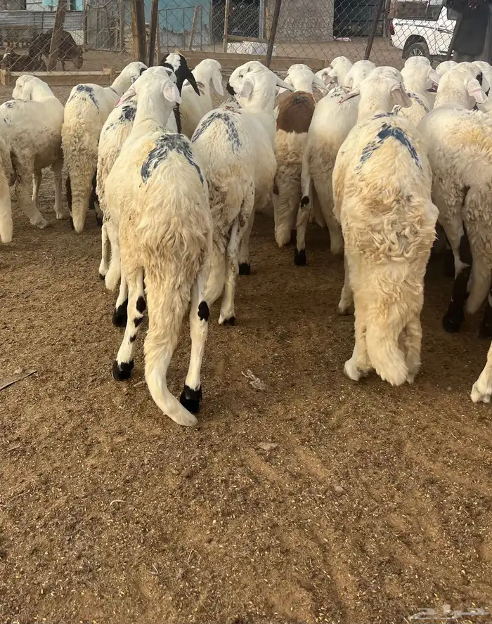 لبيع سواكن بيض جبره 0