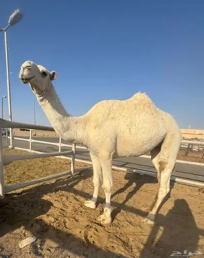 بكره عونيه index