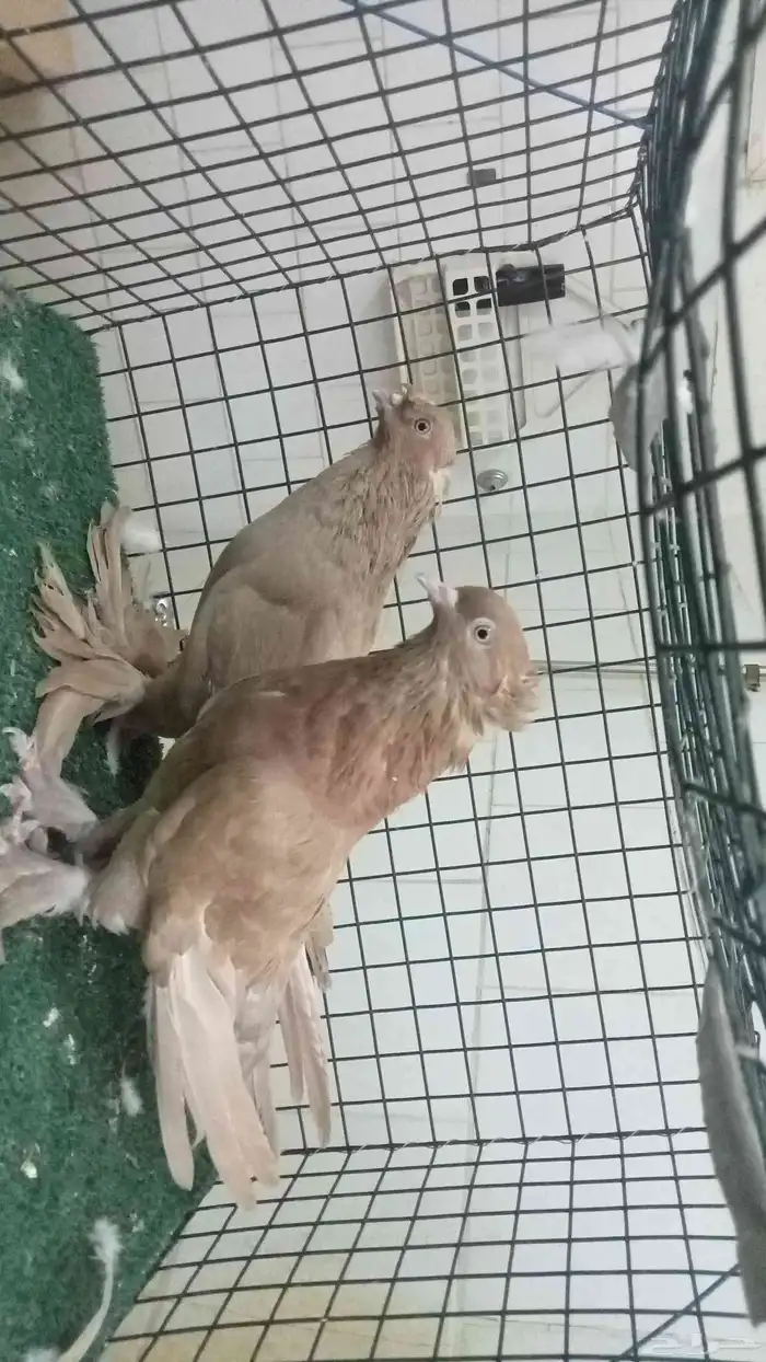 للبيع زوج تركي 2