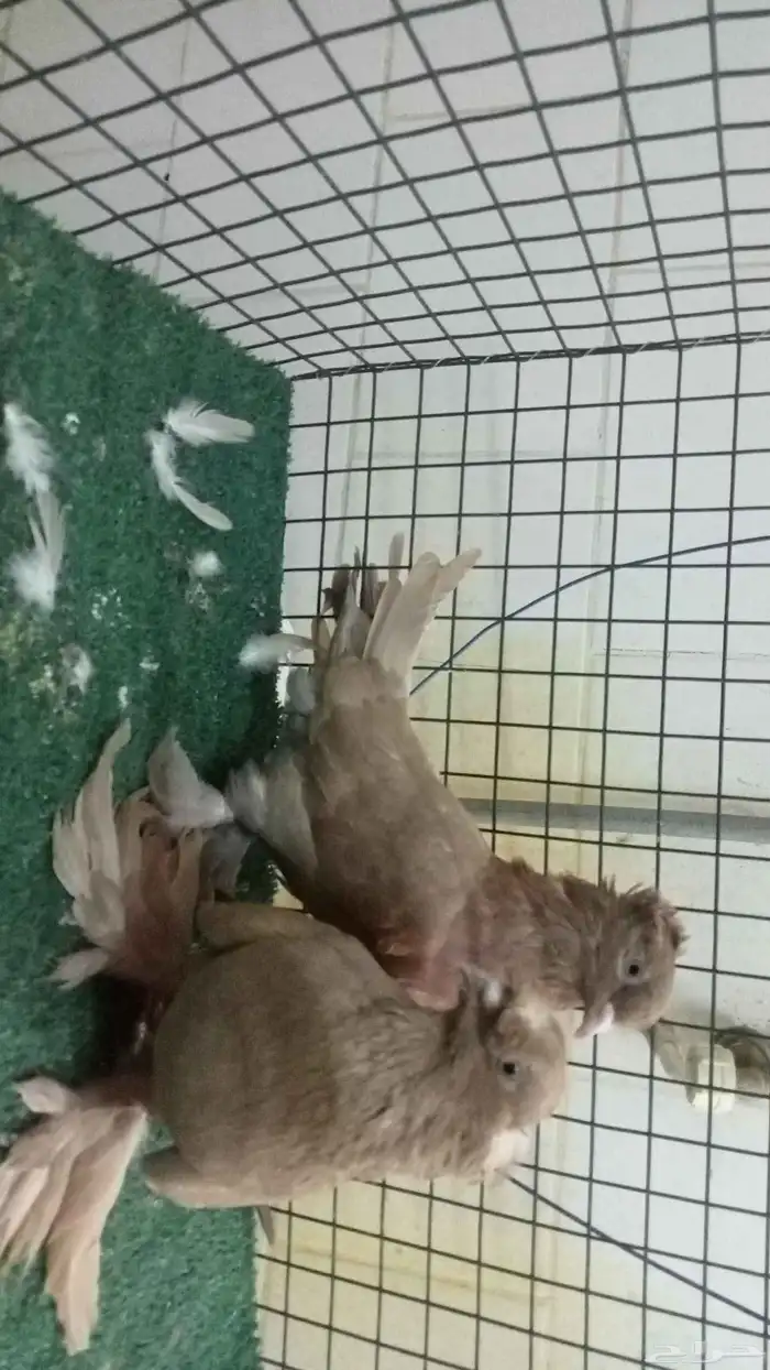 للبيع زوج تركي 8