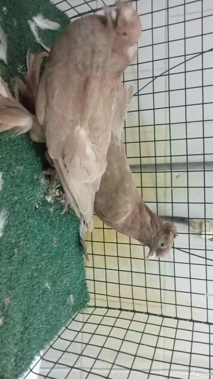 للبيع زوج تركي 4