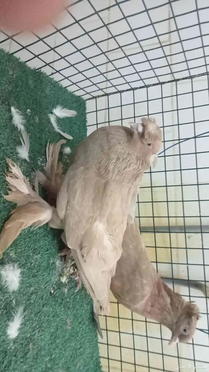 للبيع زوج تركي 5