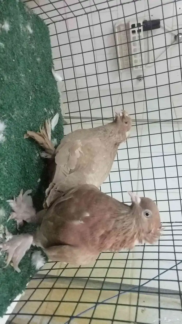 للبيع زوج تركي 3