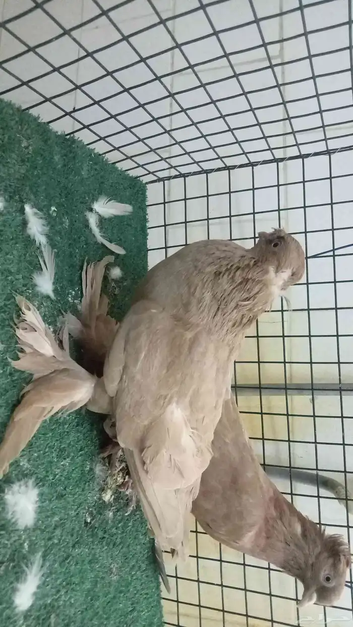 للبيع زوج تركي 6