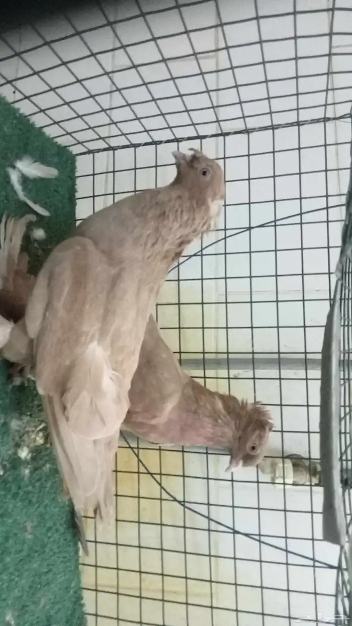 للبيع زوج تركي 7