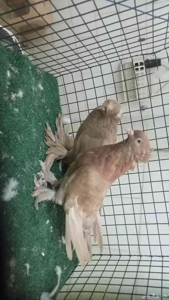 للبيع زوج تركي 1