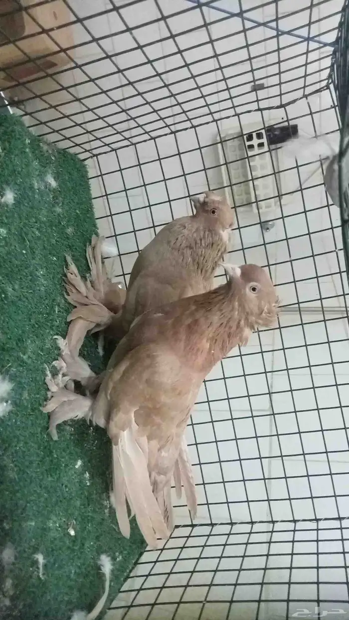 للبيع زوج تركي 0