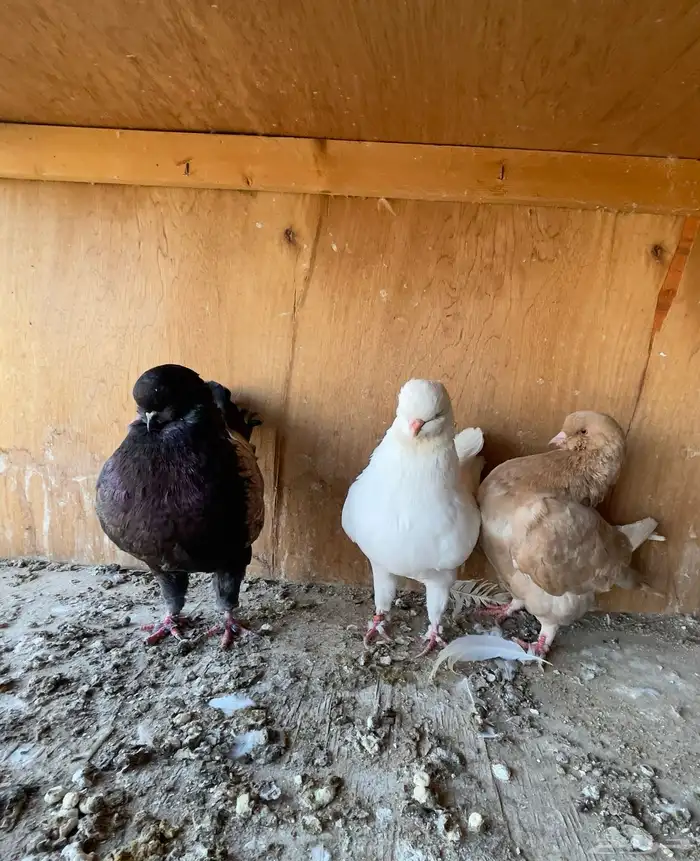 حمام كنق مودينا 2