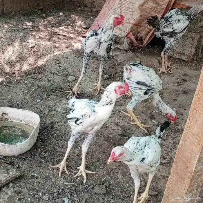 ديوك باكستاني العمر حول 4شهور 2