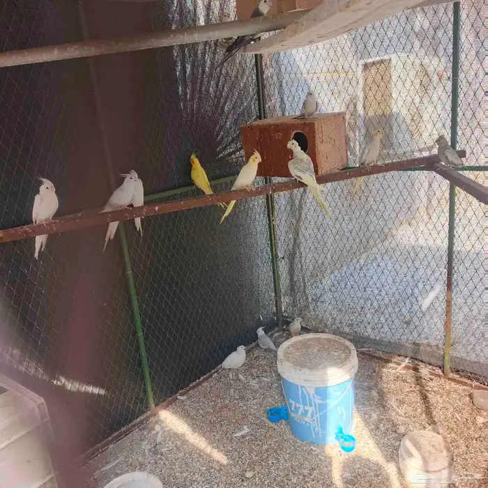 كناري وكروان وروز وطيور الحب البادجي بيع جمله او زوج او حبه 0