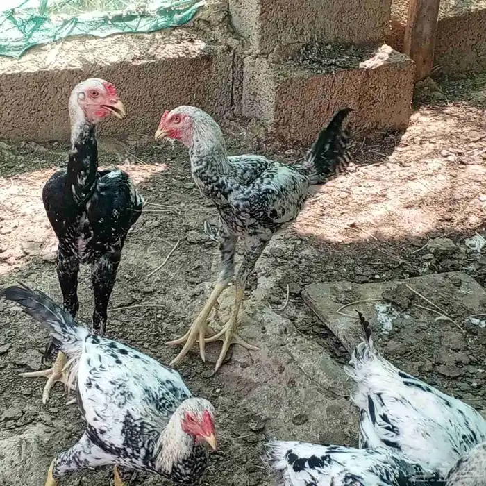 ديوك باكستاني العمر حول 4شهور 1