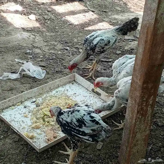 ديوك باكستاني العمر حول 4شهور 5