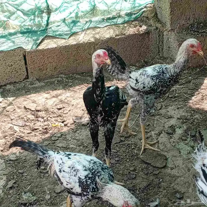 ديوك باكستاني العمر حول 4شهور 0