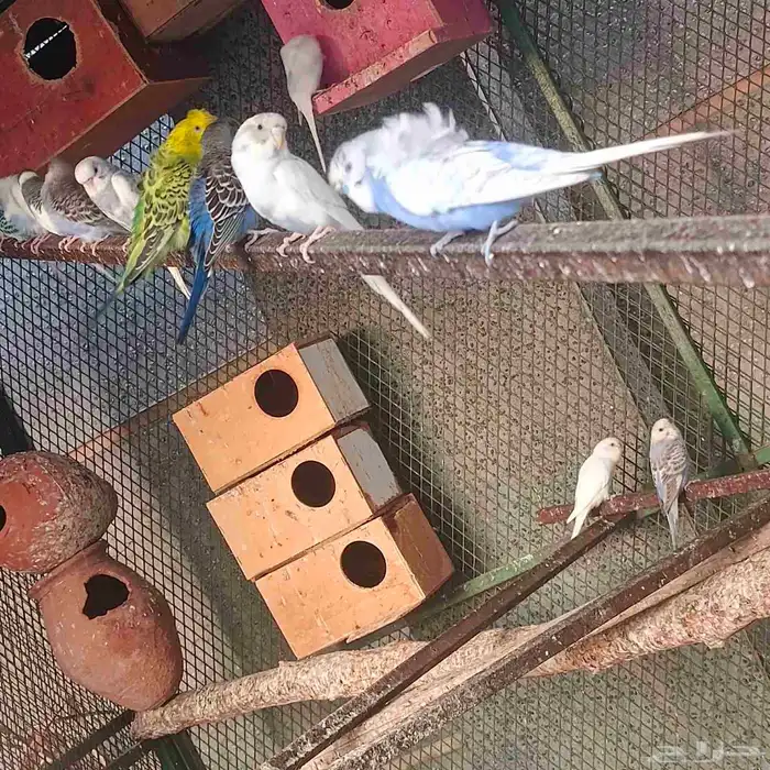 كناري وكروان وروز وطيور الحب البادجي بيع جمله او زوج او حبه 1