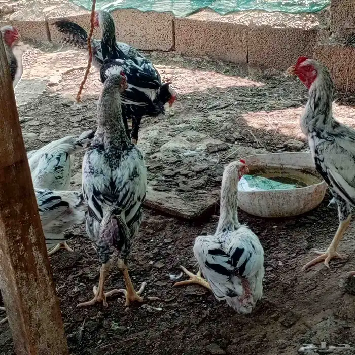 ديوك باكستاني العمر حول 4شهور 3