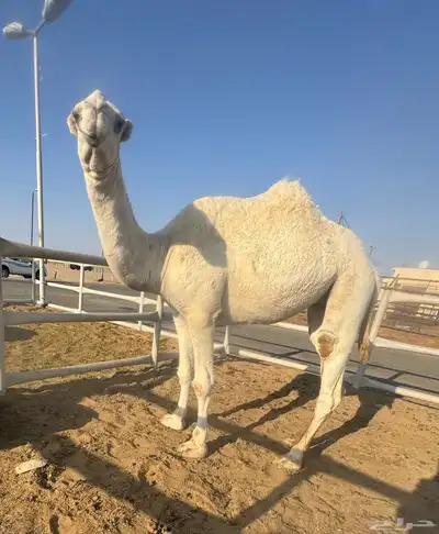 بكره عونيه index