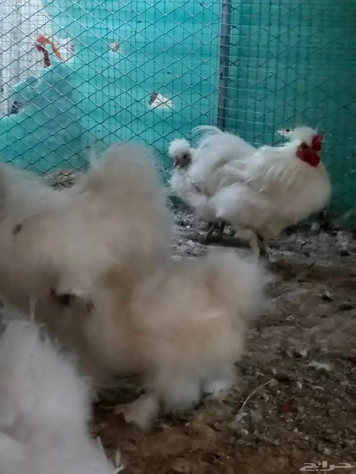 دجاج قطني (سلكي) منتج 7