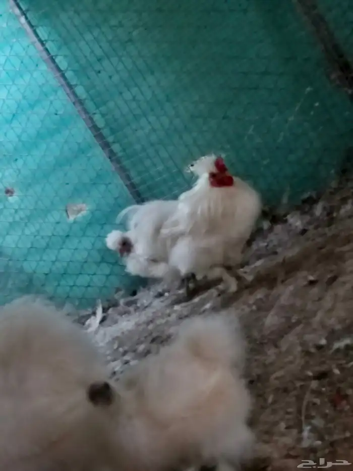 دجاج قطني (سلكي) منتج 6