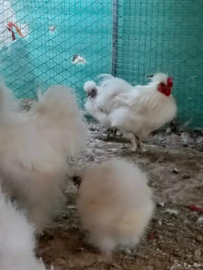 دجاج قطني (سلكي) منتج 3