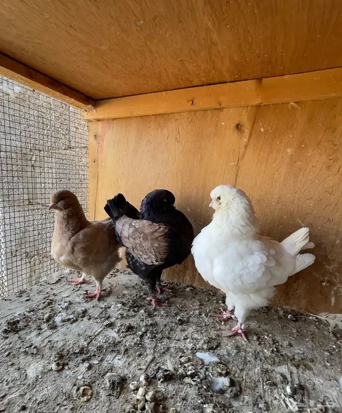 حمام كنق مودينا 4