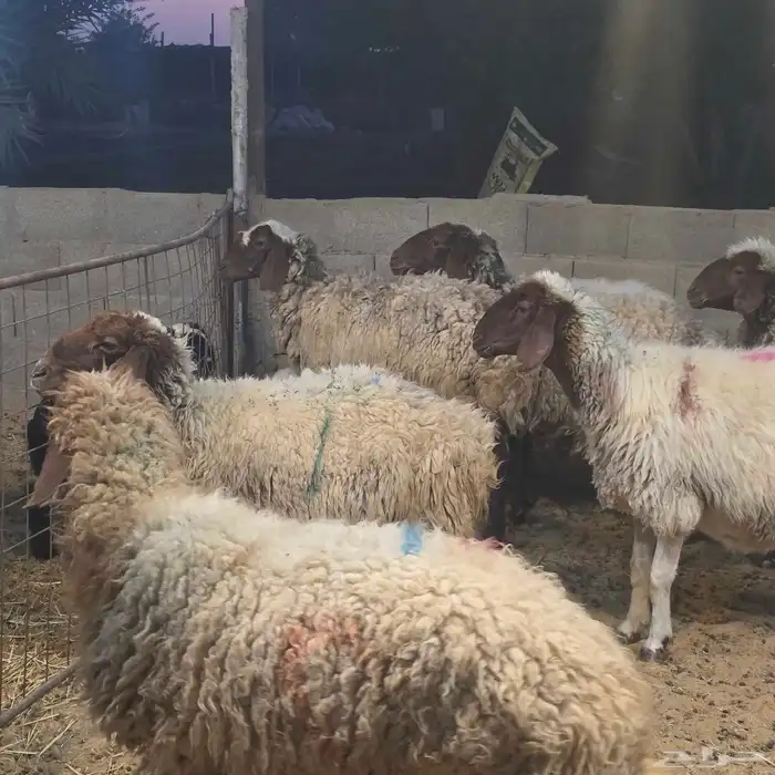 متابيع موليد 10