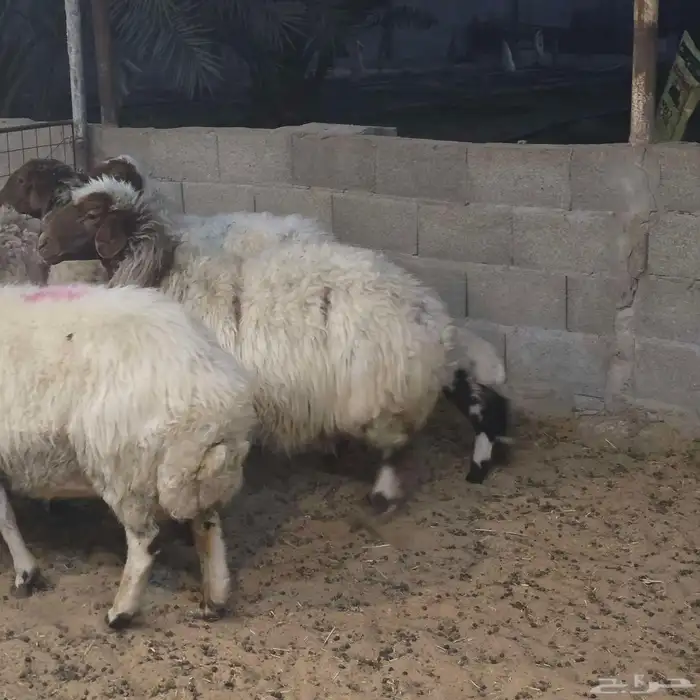 متابيع موليد 11