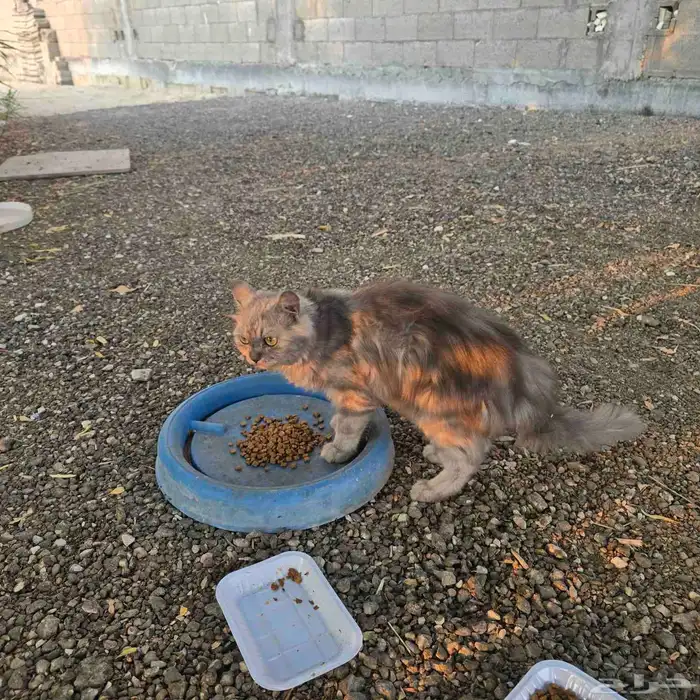 قطة شيرازبة رمادبة للتبني 0