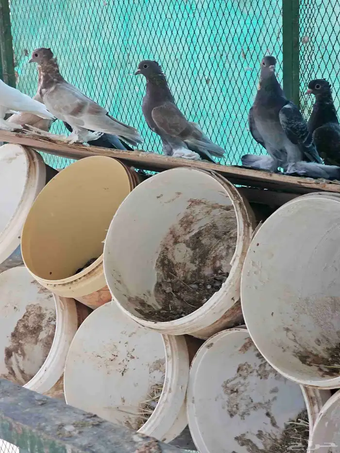 للبيع حمام صنعاني اجواز 2