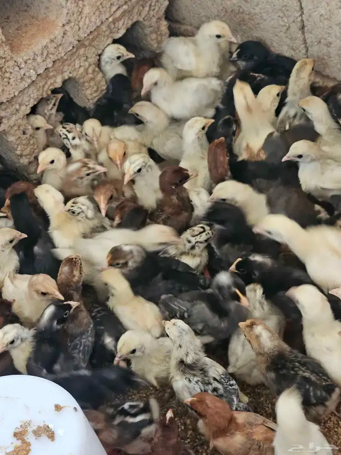 صوص بلدي وفيوم للبيع من ثلاث شهور الى شهر 0