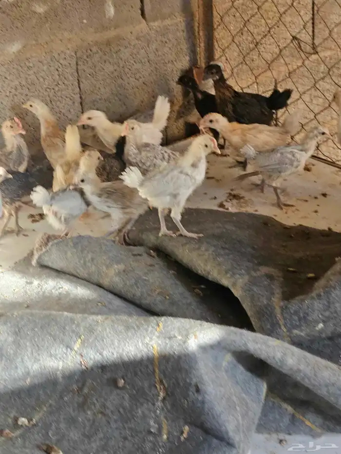 صوص بلدي وفيوم للبيع من ثلاث شهور الى شهر 9