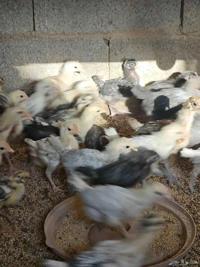 صوص بلدي وفيوم للبيع من ثلاث شهور الى شهر 8