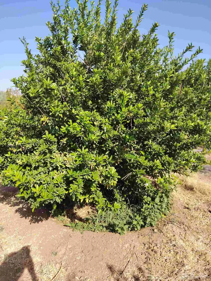 زيتون معمر وبرتقال وليمون ورمان وتين 2