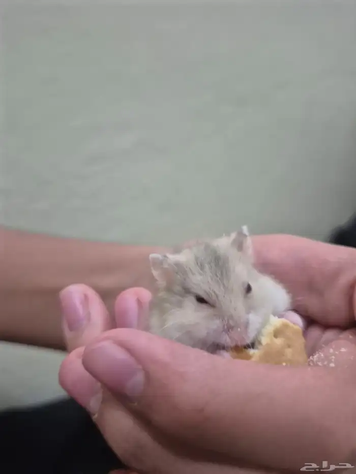 هامستر قزم للبيع 5