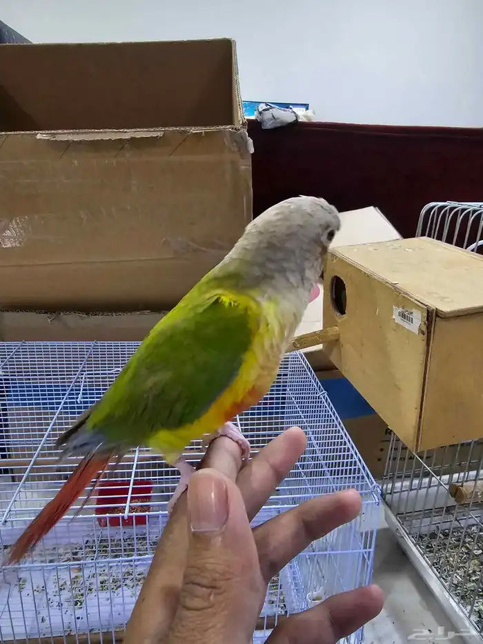 كنيور اليف 1