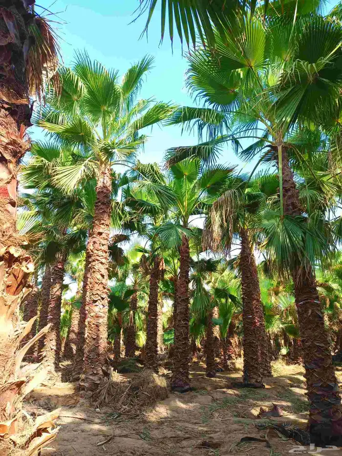 نخل واشنطني اقل سعر 4