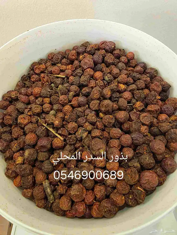 بذور اشجار برية البيع بالكيلو 1