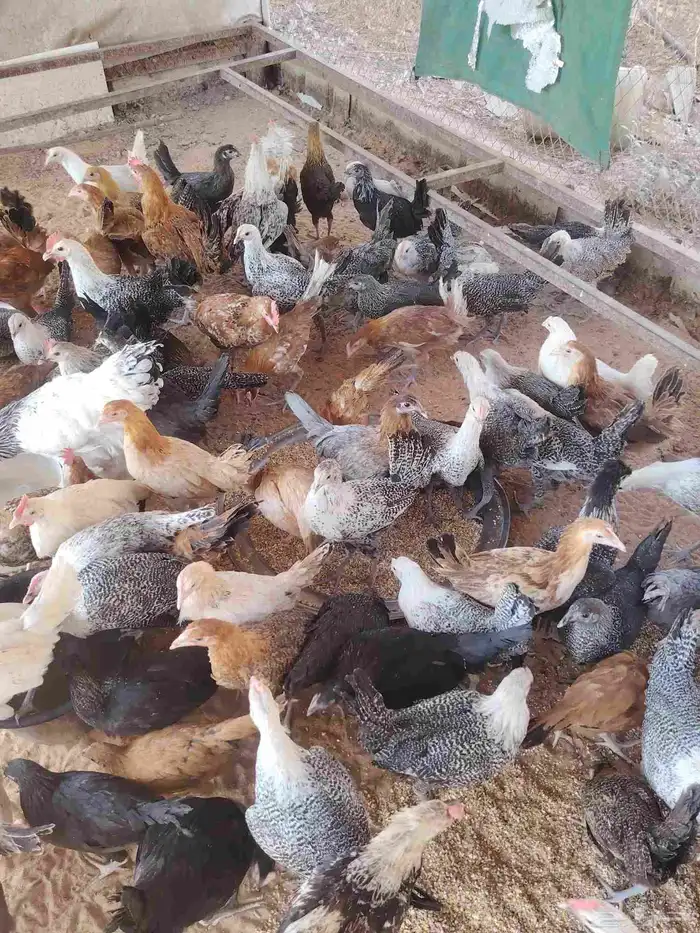 دجاج بلدي وفيومي 0